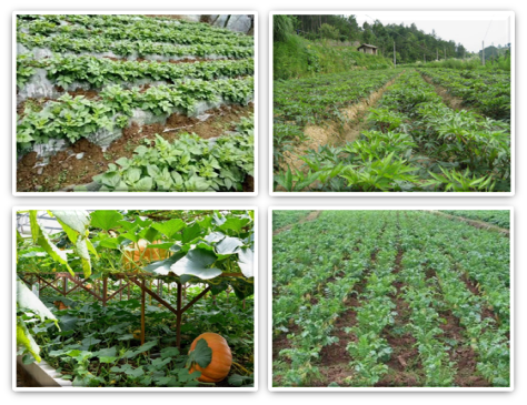 环保科技产品,养殖专用型,微生物制剂 环保科技产品,养殖专用型,微生物制剂