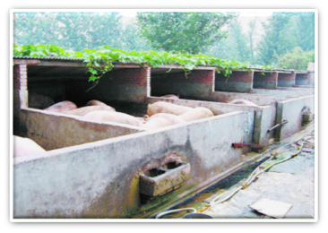 微生物制剂,微生物养殖剂,环保科技产品