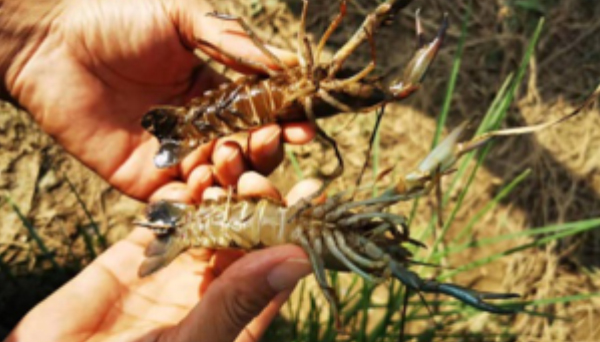 合民牌水体提质液WEI-AC型在江门某澳洲小龙虾养殖中的综合应用