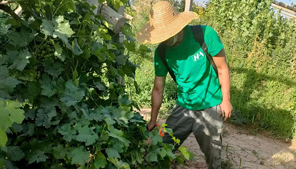 CEM微生物技术在甘肃敦煌葡萄白粉病防治实验中的应用