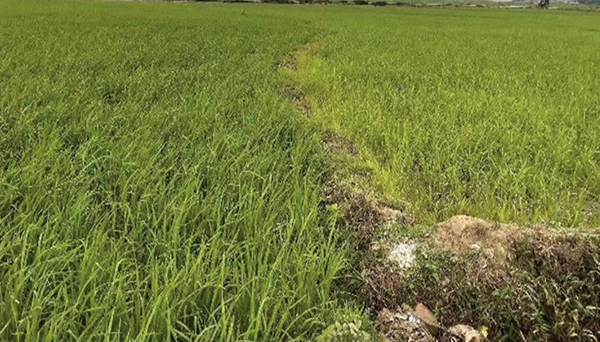 CEM微生物技术在广西贵港红米水稻种植实验中的应用